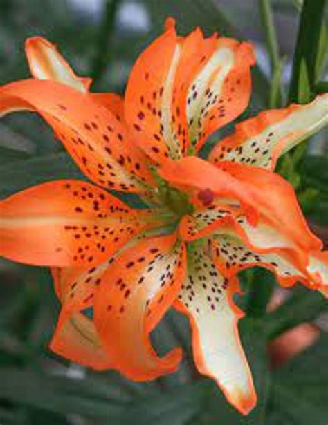 Must See Double Asiatic Lilium Tulips With A Difference