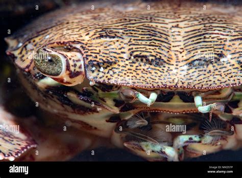 Marbled Rock Crab Pachygrapsus Marmoratus Detail Around The Island