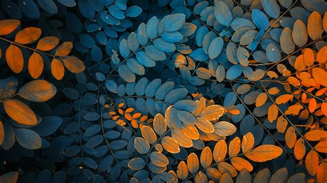 Beautiful Leaf Wallpaper Inspiration