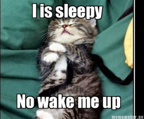 25 Best Sleepy Memes