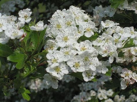 Thornless Hawthorn Things About Trees White Flowering Shrubs