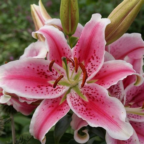 Buy Oriental Lily Stargazer Bulb Lilium Star Gazer £16 Delivery By Crocus