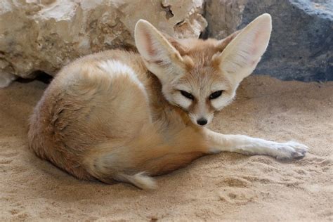 What Do Fennec Foxes Eat Nutrition And Diet Facts Pet Keen