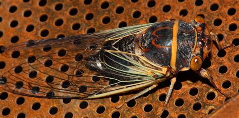 The mexican palo verde is the primary host for the palo verde beetle. The Ketelsens!: Late Night at the Ketelsen's...