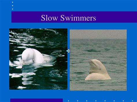 Ppt Beluga Whales By Ricardo Powerpoint Presentation Free Download