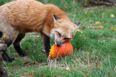 What Does The Fox Eat Their Opportunistic And Adaptable Habits