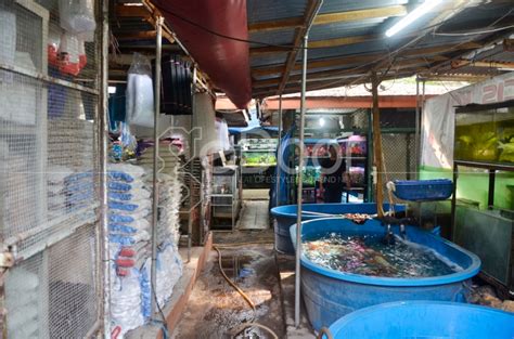 Ikan air laut betok blue. Jual Ikan Hias Air Laut Di Jakarta