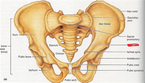 The hip bones (ossa cosarum) meet at the pelvic symphysis ventrally, and articulate with the sacrum dorsally. Pelvic Bone at Galen College of Nursing - StudyBlue