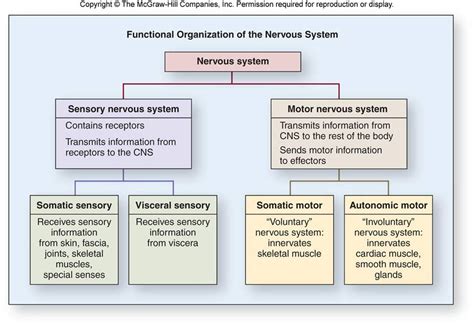 What Are The Functional Divisions Of The Nervous System Socratic
