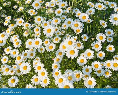Spring Daisies Stock Image Image Of Garden Seasons 12776513
