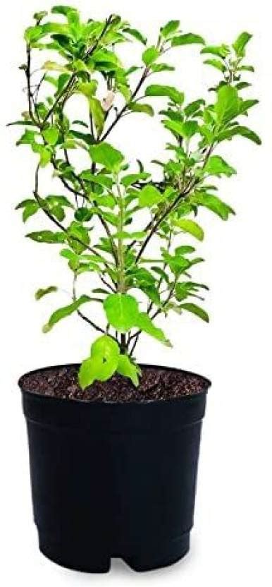 Aywal Krishna Tulsi Seeds Shyam Tulsi Black Tulsi Holy Basil Seed