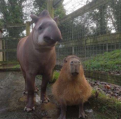 A Tapir And A Capybara Capybara