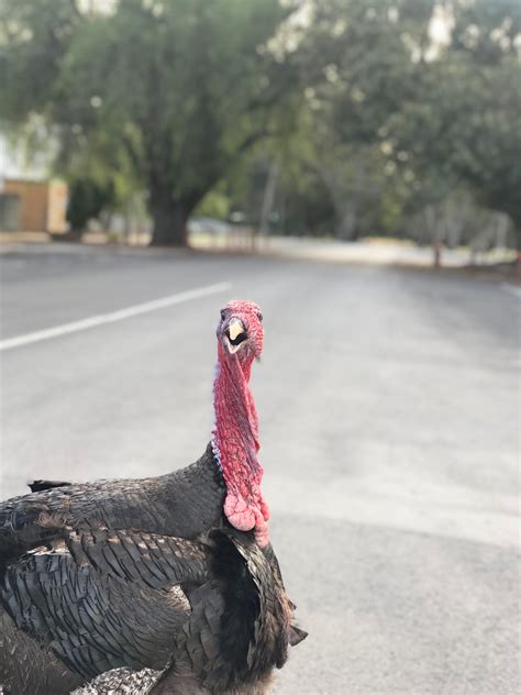 Pet Turkey Becomes The Star Of A Victorian Town