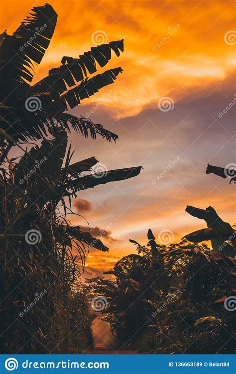 Orange Tropical Sunset On Bali Island Indonesia Stock Image Image