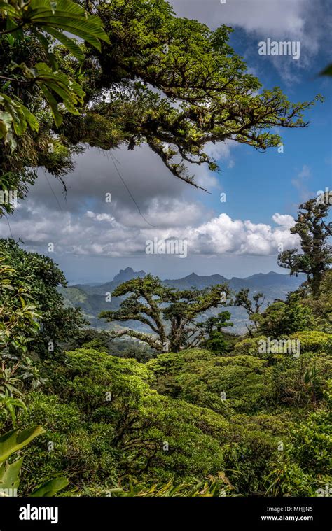 Mountain Cloud Forest Landscape Stock Photo Alamy