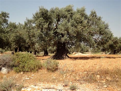 Olive Trees Palestine Nearthejordanvalley