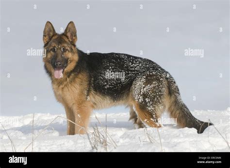 German Shepherd In Snow Stock Photo Alamy
