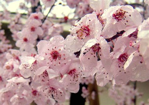 Cherry Blossoms In The Rain Photo By Laurie Iwami Flower Garden Plants