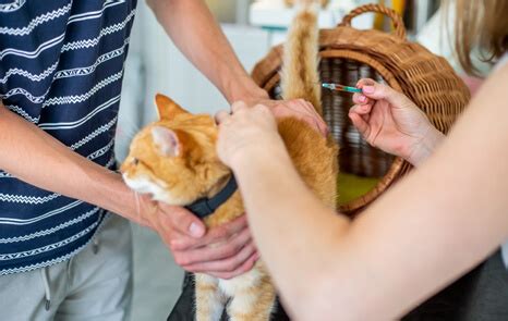At the vet office where i i dont live near you but soemtime you could check the town hall for something. Pet Vaccinations Near Me - Apple Tree Animal Clinic