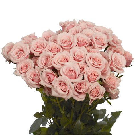 Globalrose Fresh Pink Spray Roses 100 Stems 350 Blooms Spray Roses
