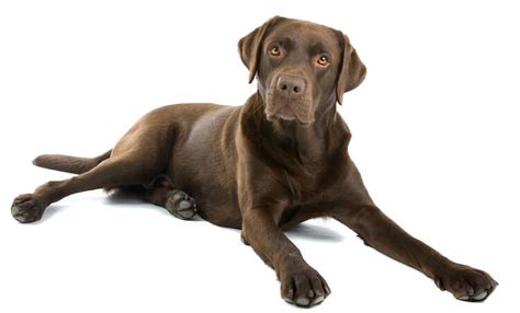 Chocolate Labrador Retriever All Things Dogs