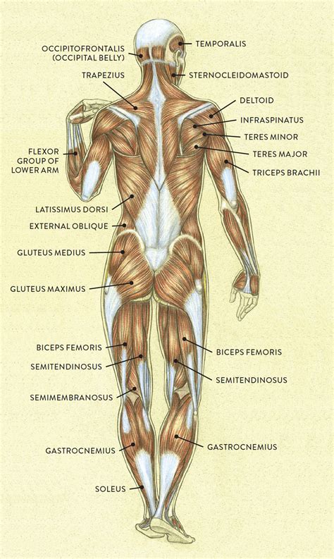 Intermediate Back Muscle Anatomy