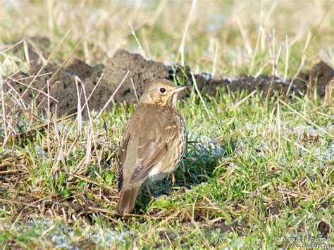 Free french lessons online with audio. Song Thrush - Pictures, page 3