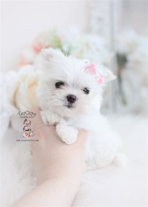 White Maltese Puppy For Sale Teacup Puppies 200 Aa Teacup Puppies