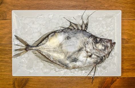 John Dory Everything You Need To Know Harbor Fish Market