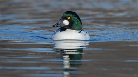 Common Goldeneye 2995 Birdforum