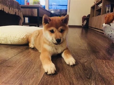 See below for recommended wallets. Chiot Shiba Inu : 15 objets à acheter ! 🦊