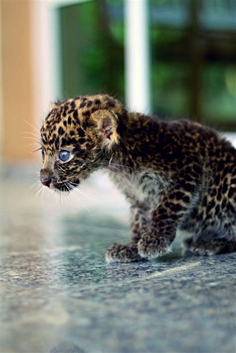 Baby Jaguar Too Cute Cute Animals Pinterest