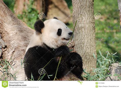 Amazing Wild Giant Panda Bear With A Bamboo Shoot Stock Photo Image
