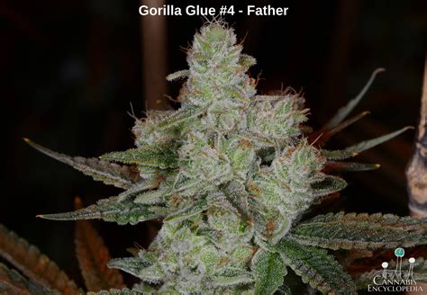 Gorilla Glue 4 S1 Rootseller Seeds