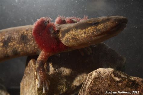 Pa Herp Identification Common Mudpuppy