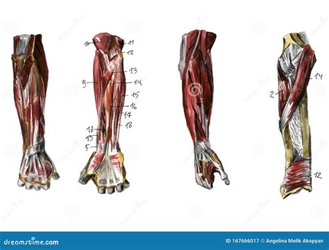 Human Muscles And Bones Human Muscle Anatomical Elbow Joint With