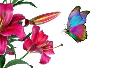 Premium Photo A Butterfly And Flower On A White Background