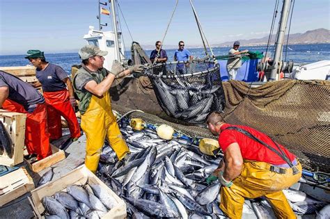 Cifras Azules En La Pesca Desembarques Acumulan Un Alza De 18 En 9 Meses