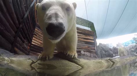 Polar Bear Cub Ventures Into Deeper Waters At Sea World Gold Coast
