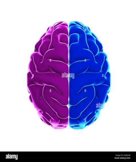Left And Right Human Brain Stock Photo Alamy