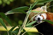 Six Red Panda Facts for International Red Panda Day | China