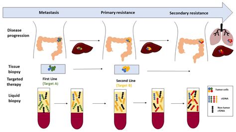 Ijms Free Full Text Circulating Cell Free Dna And Colorectal Cancer