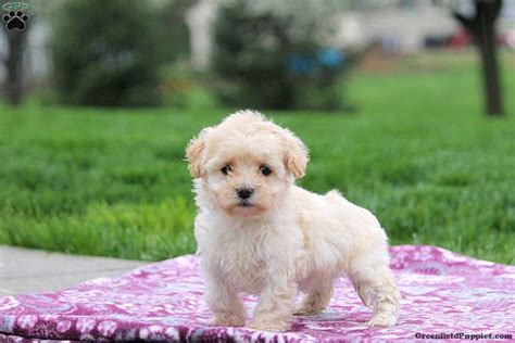 Coton De Tulear Mix Puppies For Sale Greenfield Puppies