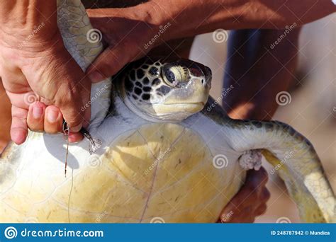Green Turtle Chelonia Mydas Accidentally Caught With A Hook Fishermen