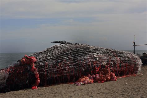 Dead Whale Of The Philippines Reminds Us That Ocean Pollution Is