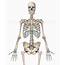 Full Human Skeleton Anterior View Male – Medical Stock Images Company