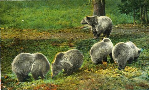 Groups Notch Win For The Grizzly Bears Near In The Greater Yellowstone