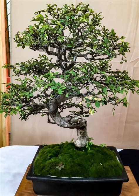 Laurel Bonsai En La Expo Bonsai Museo De Culturas Populares Coyoacán