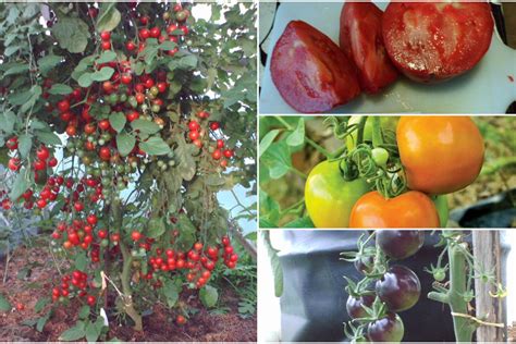 Patyrusi pomidorininkė iš Kauno: „Gero derliaus stebuklų ...