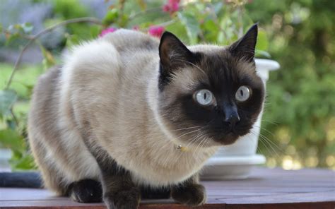 Download in under 30 seconds. Beautiful Siamese cat saw someone wallpapers and images ...